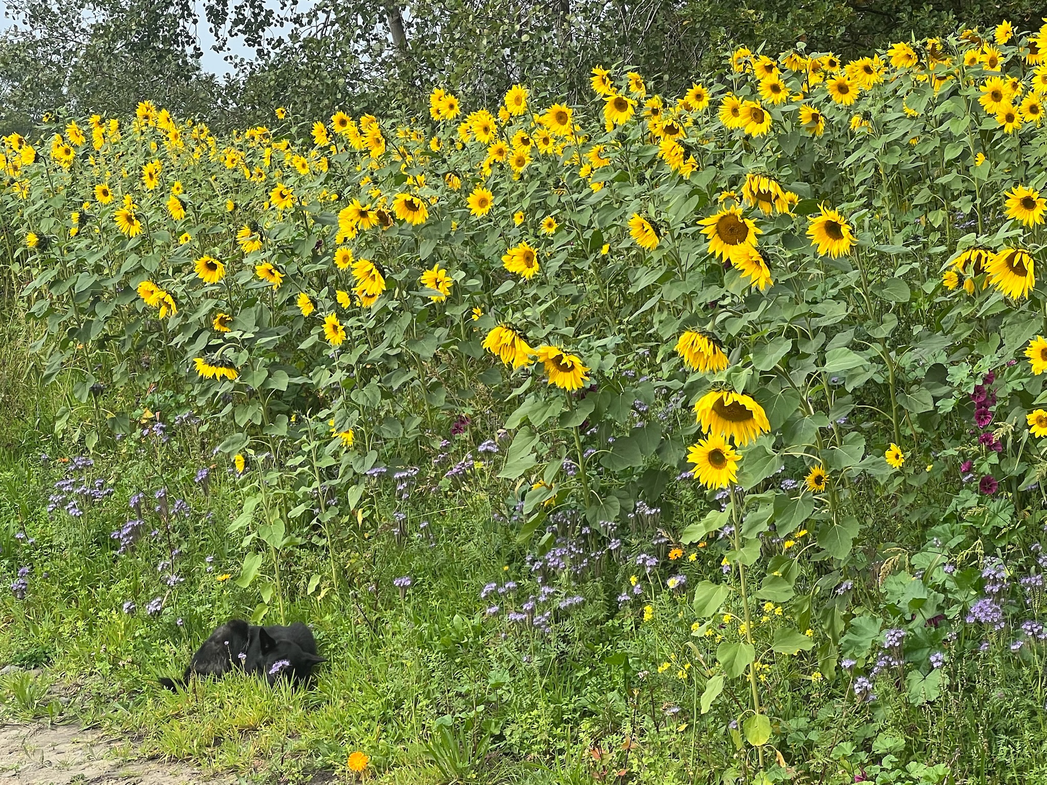 Veld vol zonnebloemen met hond