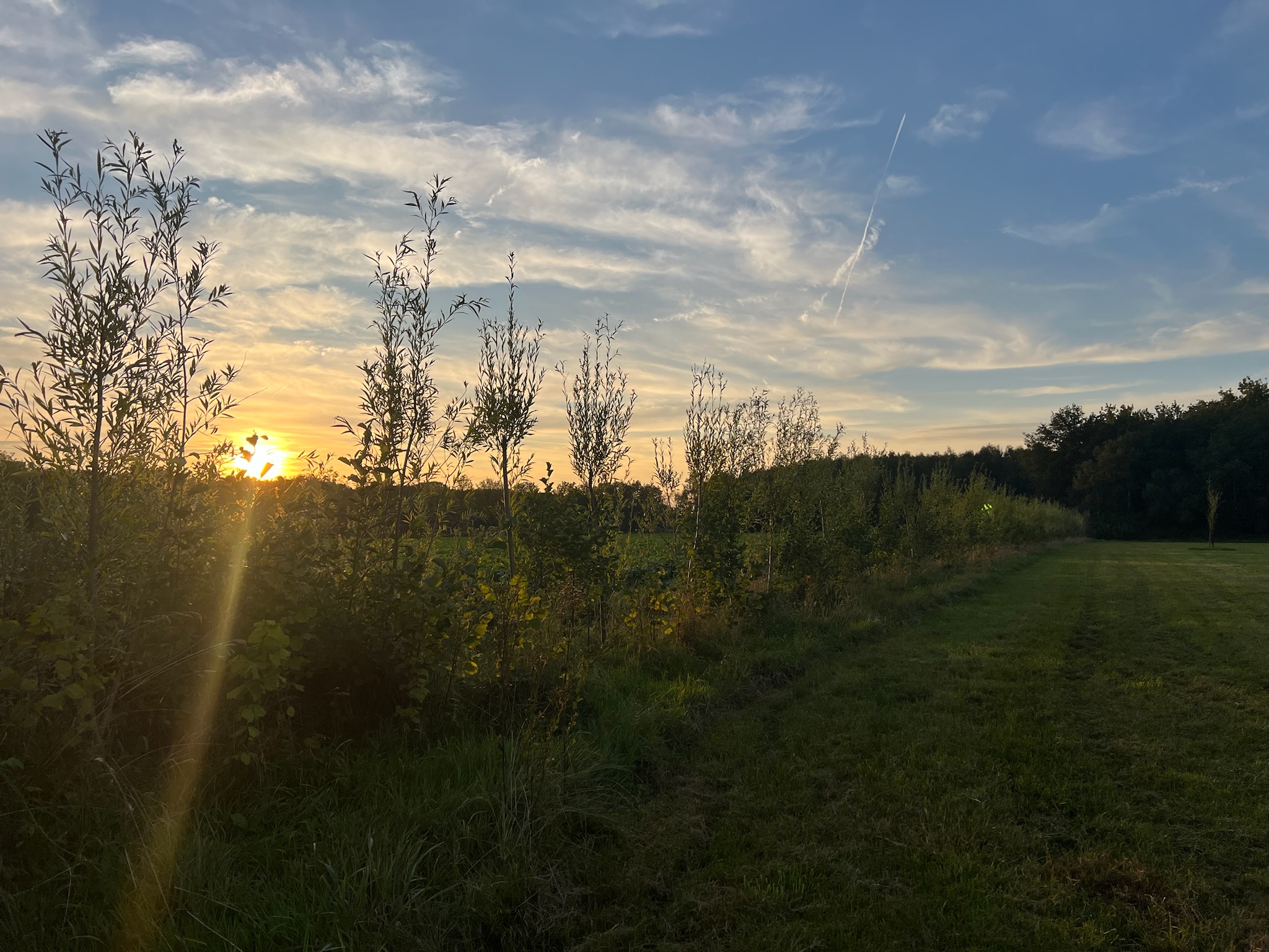 Zonsondergang langs de rij jonge bomen