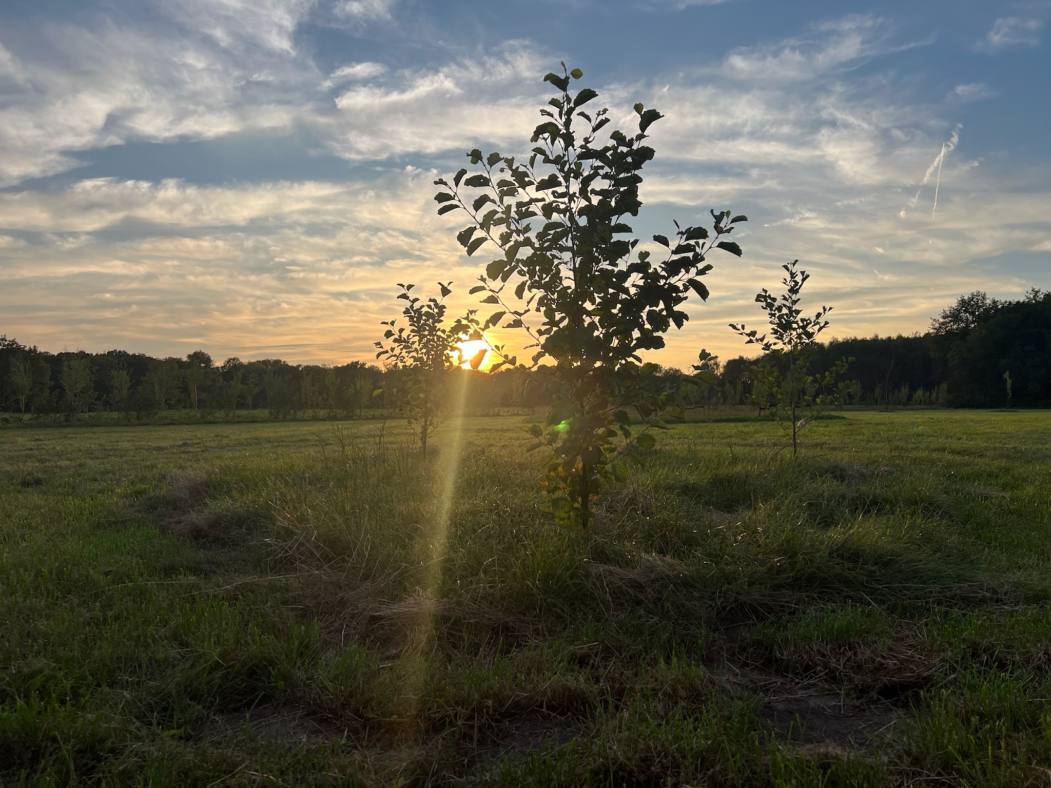 Jonge boom in silhouet bij zonsondergang