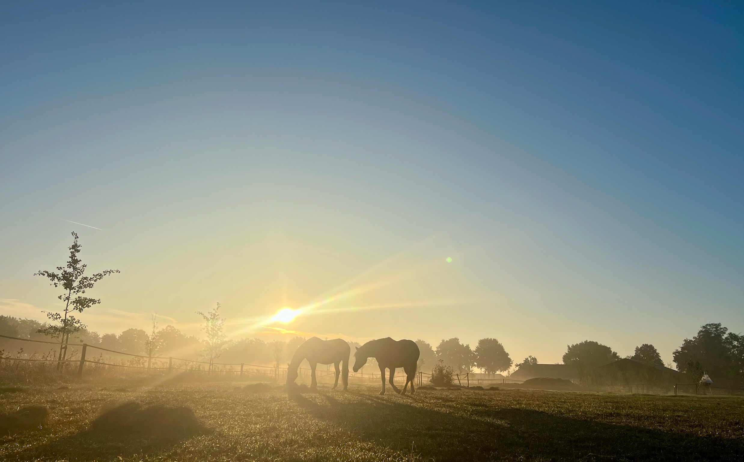 Paarden in ochtendmist bij zonsopgang