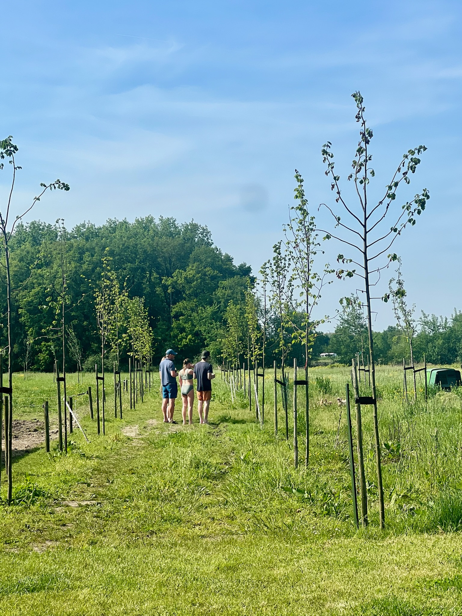 Familie wandelt tussen de rijen jonge bomen